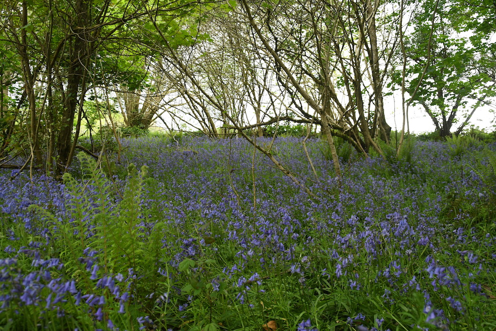 The bluebells were amazing.