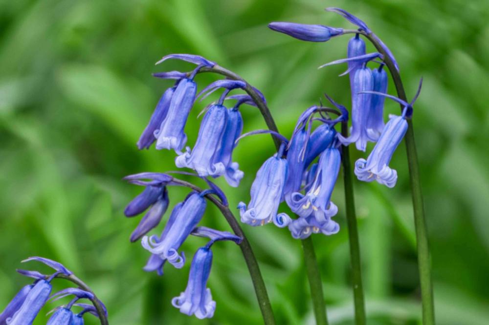 Bluebells